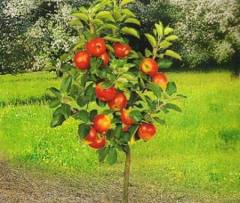 Măr miniatur Croquelle 60-70 cm RN